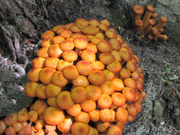 Beautiful orange mushrooms!