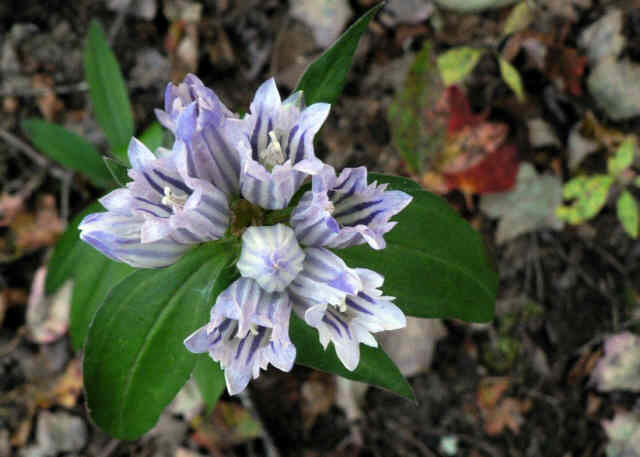 Mountain Gentian!
