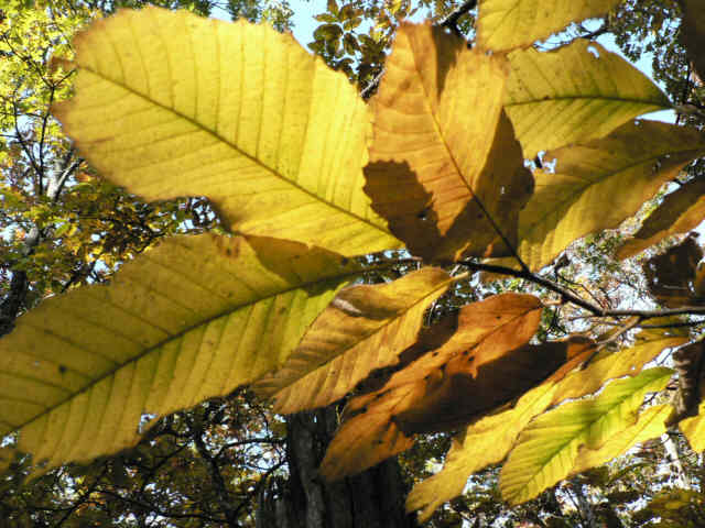 Fall colors are starting to pop!