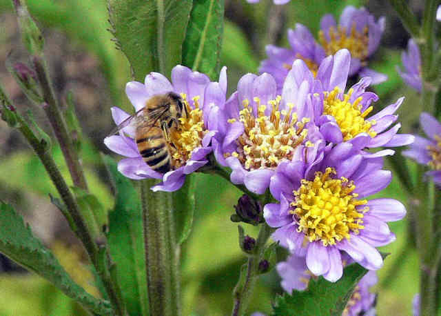 A Bee-utiful flower photo!
