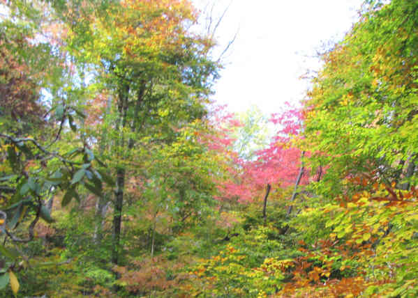 Fall colors are getting nice!