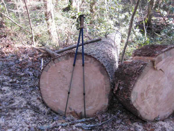 Seeing these tree trunks, we appreciate the difficult work done by the crews.