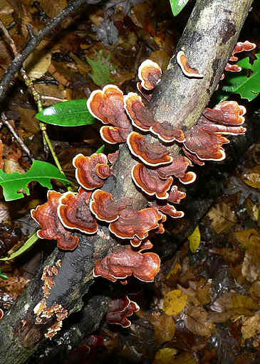 Fungus of the week!