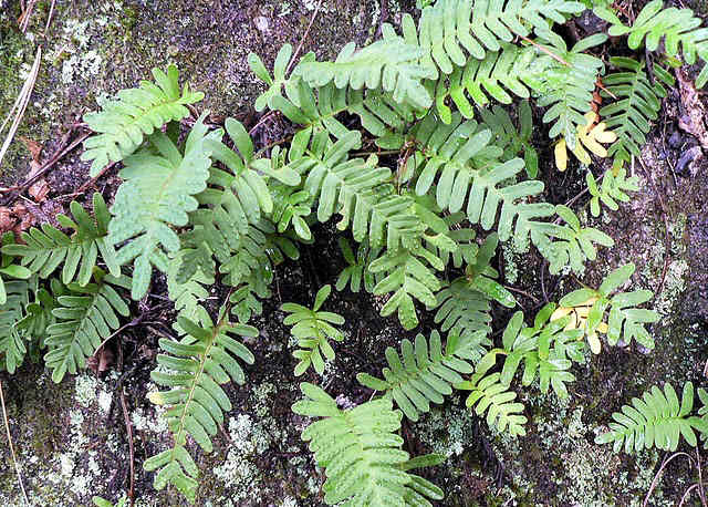 Rock Cap Fern