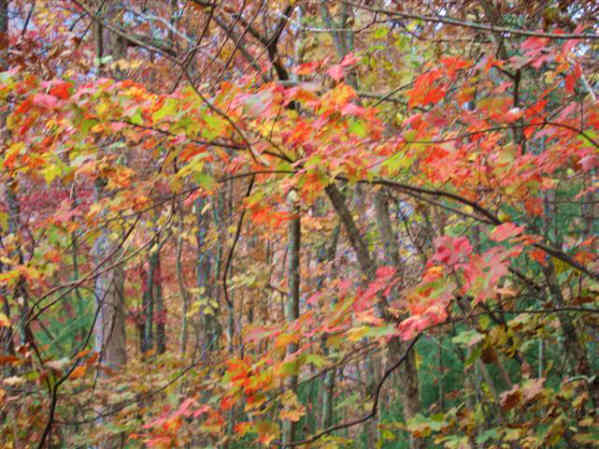 There are still some nice spots of color along the trail.