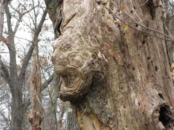 The old "monster-faced" tree!