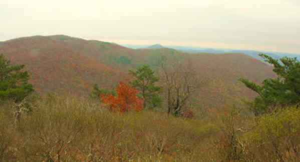 A view from Wolf Laurel Top!