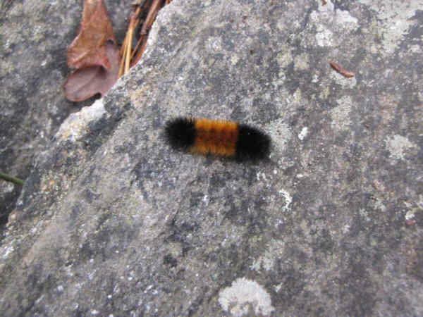 A Wooly Bear Caterpillar.