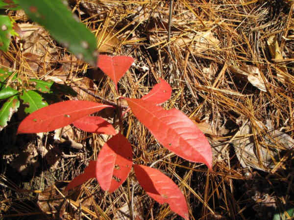 Only a few spots of autumn color remain!