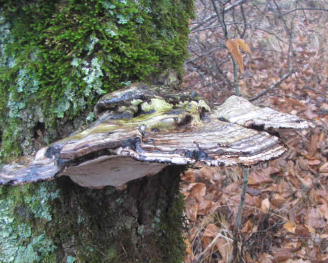 Fungus of the week!
