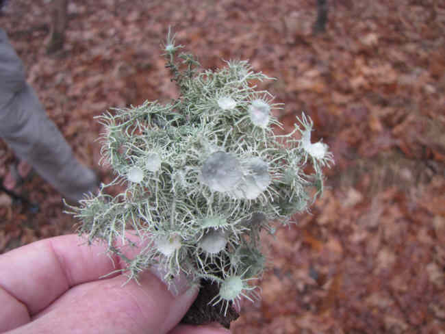 Lichen of the week!