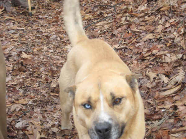 A nice dog joined us for the hike. One blue eye and one brown. We think he belonged to a family near to our parking place.