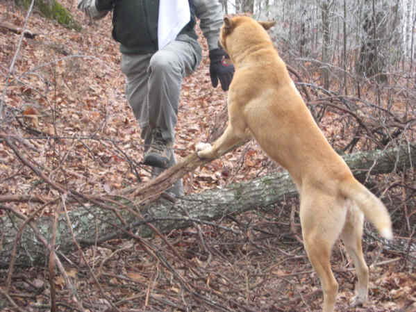 He seems to be trying to help us over this tree across the trail!
