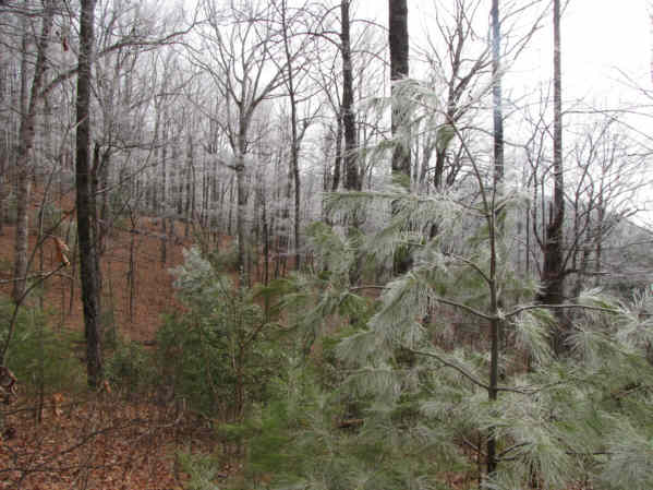 We start to see lots of beautiful Rime Ice in the trees!