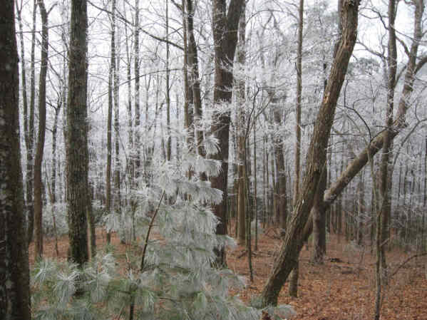 The trees were sparkling!