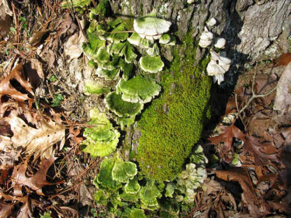 Fungi and moss of the week!