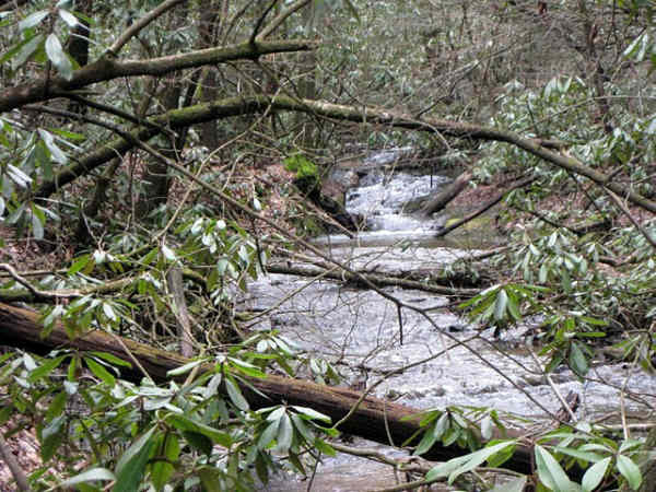We had two nice mountain creeks along the way. Justus Creek and Blackwell Creek