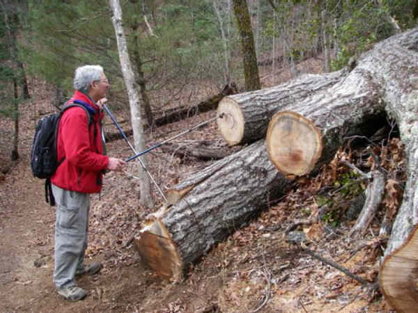 Recent trail maintenance work cleared this tree from the trail.