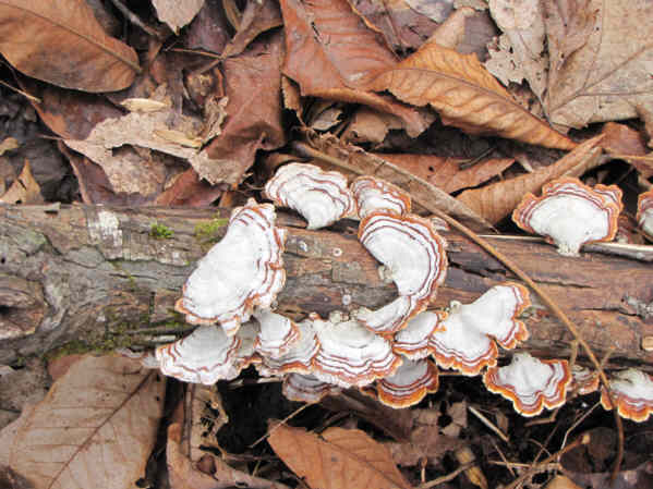 Fungus of the week!
