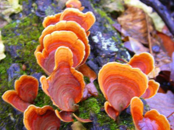 Fungus of the week!