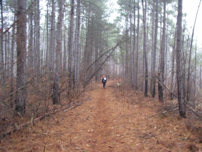 A beautiful walk through the forest!