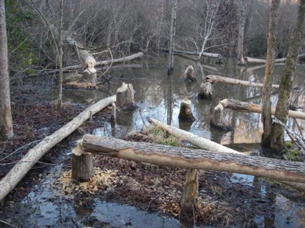 Along the road, we see lots of evidence of beaver activity!
