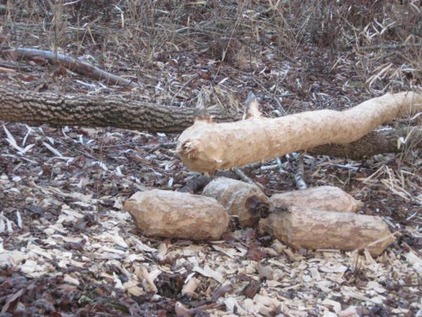More amazing beaver activity!