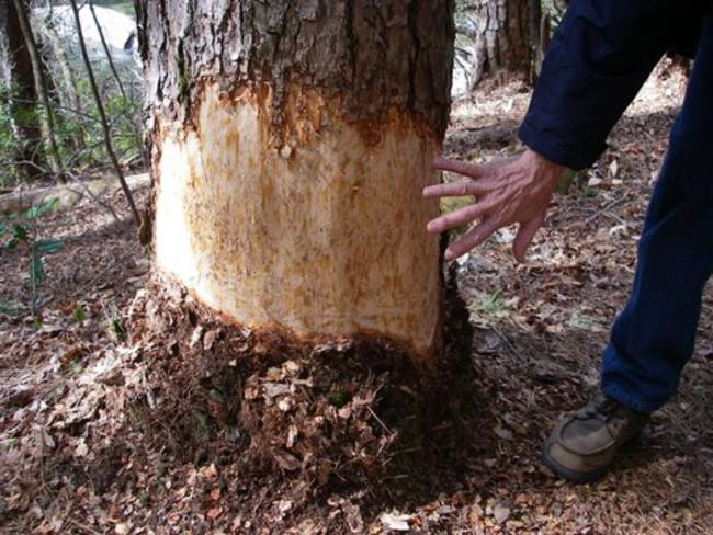 We found a couple of girdled pine trees along the trail. We did not know for sure what critter did this since pines are not usual beaver targets. Let me know if anyone knows the probable culprit.