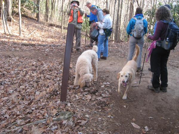 These dogs love to hike!