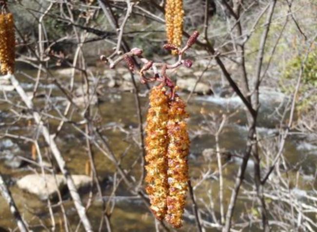 Alder Catkins on the edge of the water.