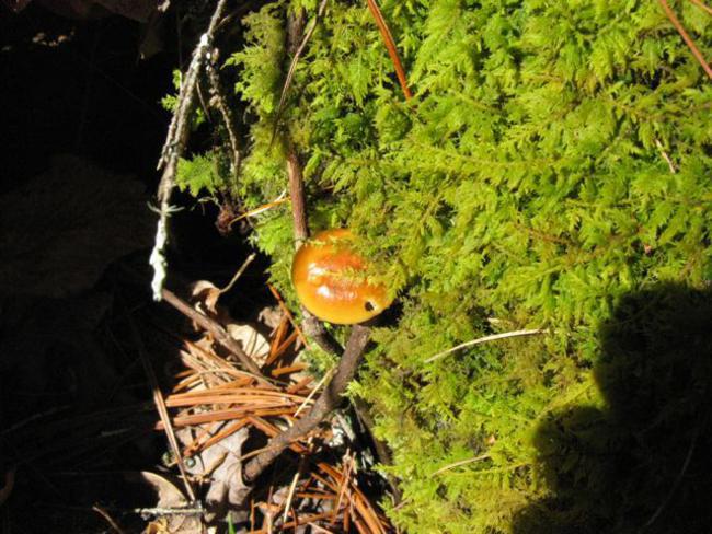 Colorful Moss and Mushroom.