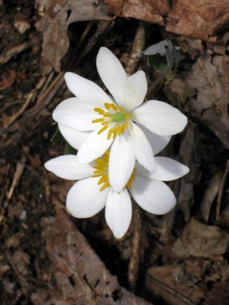 Bloodroot was blooming!