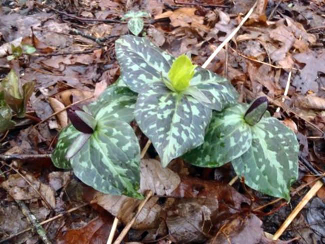 Toadshade Trillium