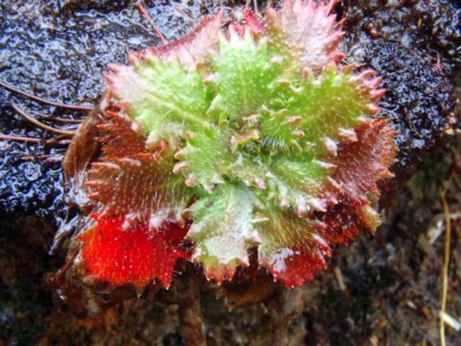 Colorful Saxifrage