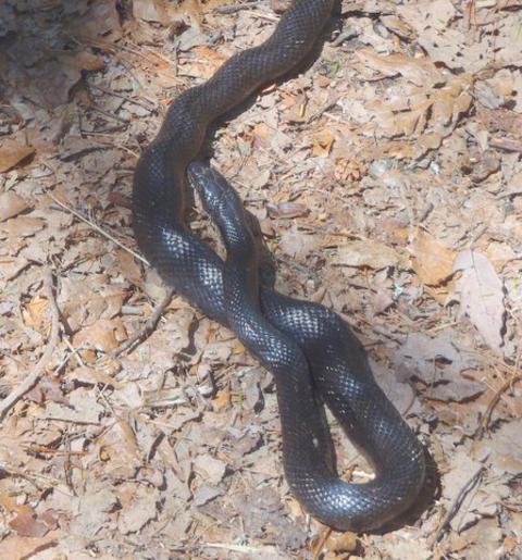Snake of the week! Black Rat Snake basking in the sunshine!