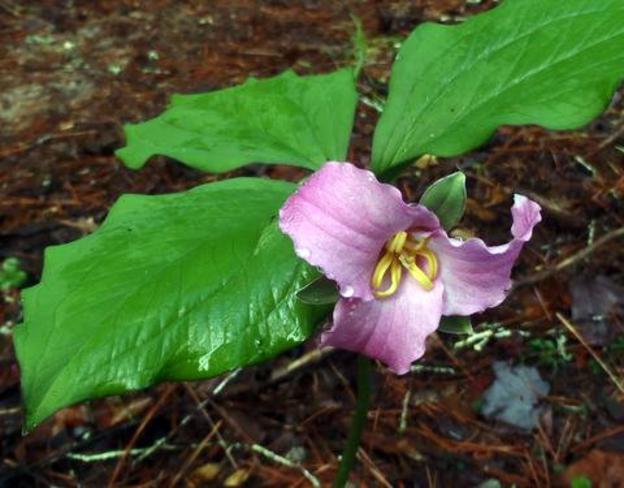 A good day for wildflowers! Catesby's Trillium