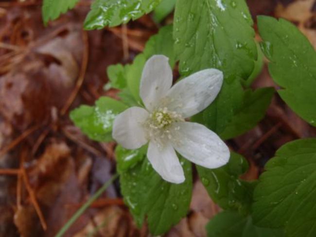 Wood Anemone