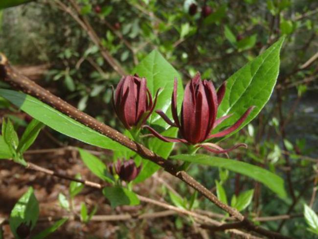 Sweetshrub