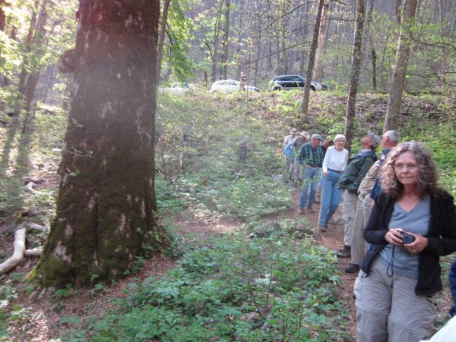 The tree on the left is one of the largest Yellow Buckeye trees that you will ever see!.