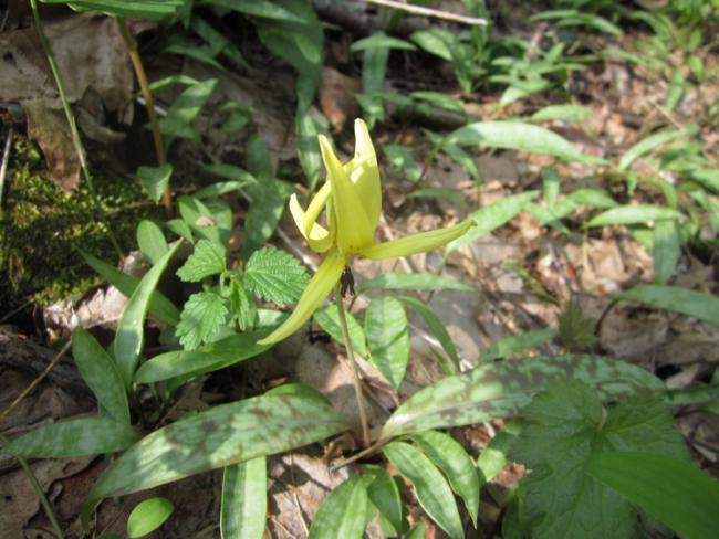 We were surprised to see Trout Lilies still blooming.