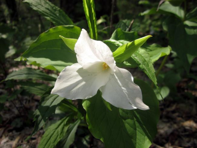 We saw Trillium grandiflora by the hundreds!