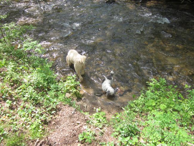 Honey and Merlin cool off in the creek!