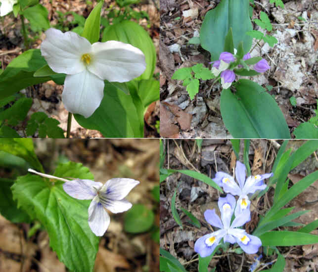Some of today's wildflowers (top left then clockwise) Large-flowered Trillium, Showy Orchis, Dwarf Crested Iris and Long-spurred Violet.