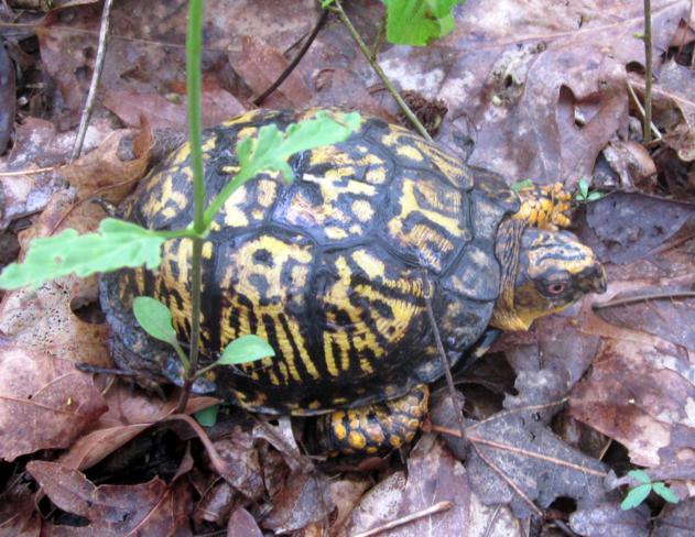 A nice Box Turtle along the trail.