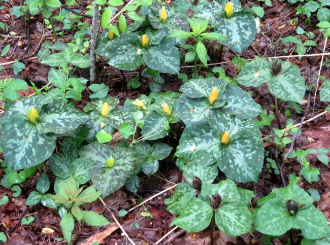 A beautiful group of Yellow Toadshade Trillium!
