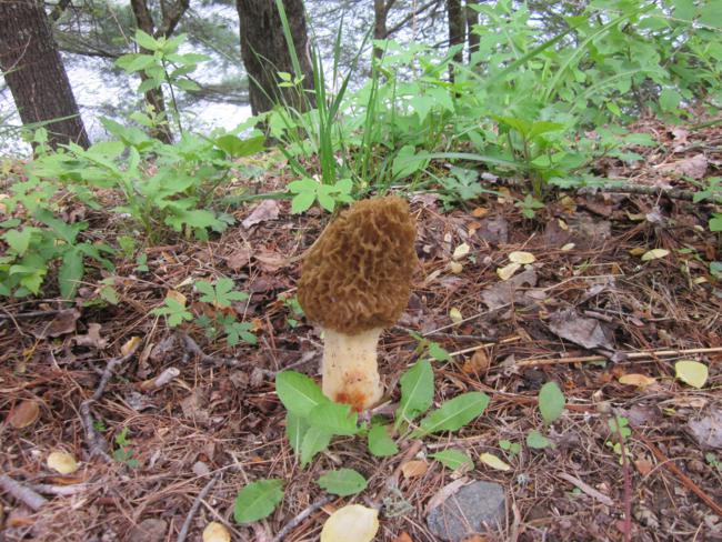 Fungus of the week! A Morel?