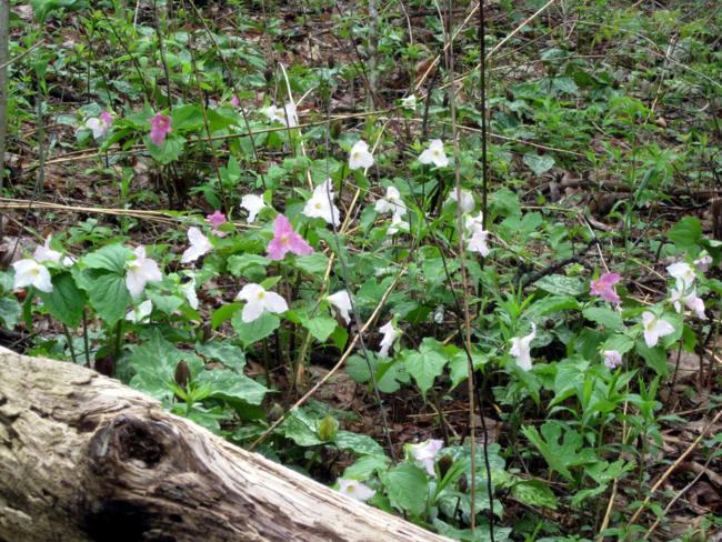 We saw thousands of Trillium grandiflorum between Slaughter Gap and Jarrard Gap!