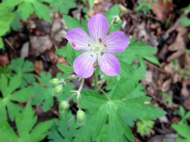 Lots of beautiful Wild Geraniums.