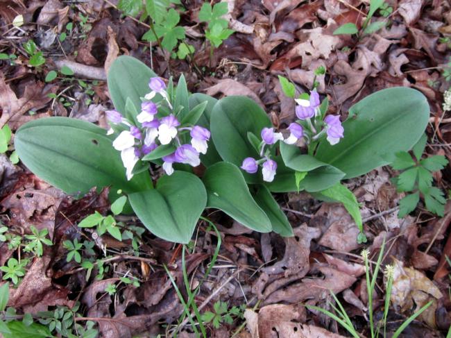 Showy Orchis!