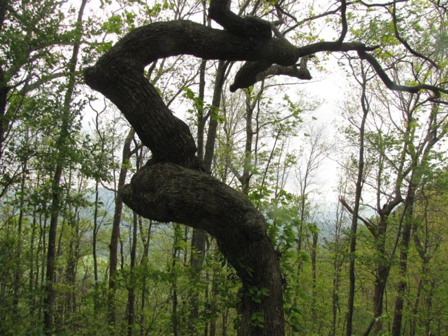 Like some of us, this old tree has had a tough life!